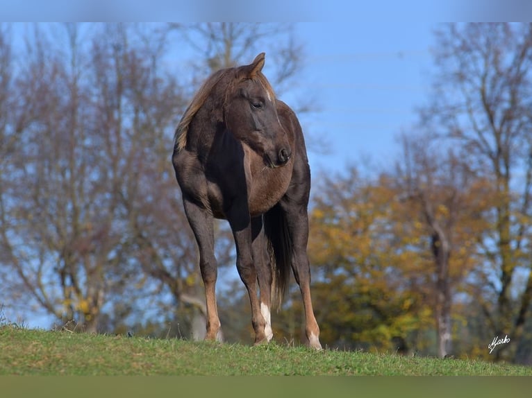 Paint Horse Étalon 2 Ans 148 cm Alezan brûlé in Pribram