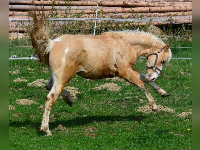 Paint Horse Étalon 2 Ans 148 cm Pinto in Buchbach