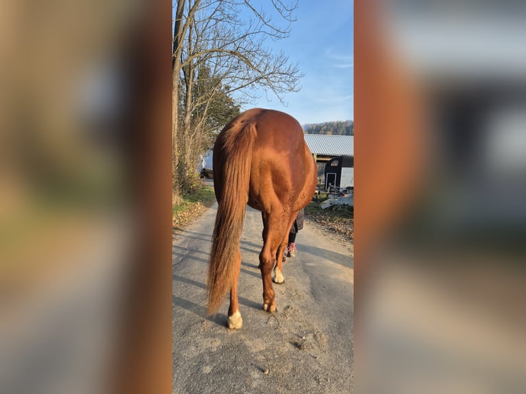 Paint Horse Étalon 2 Ans 150 cm Alezan in Leoben