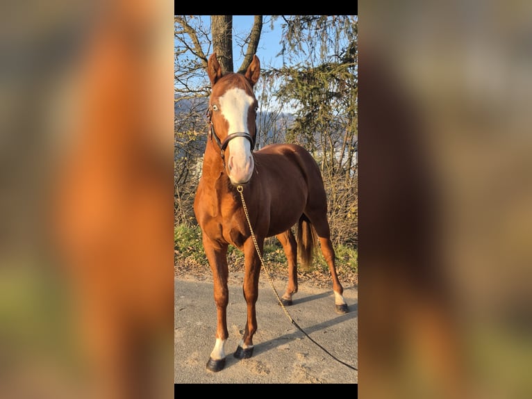 Paint Horse Étalon 2 Ans 150 cm Alezan in Leoben