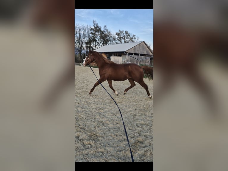 Paint Horse Étalon 2 Ans 150 cm Alezan in Leoben