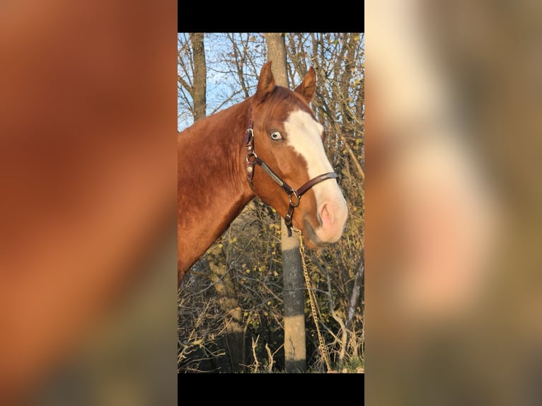 Paint Horse Étalon 2 Ans 150 cm Alezan in Leoben