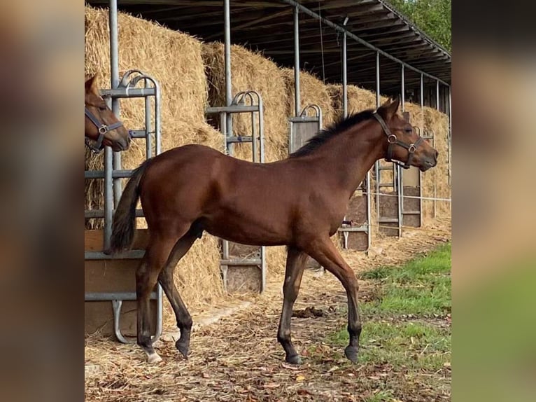 Paint Horse Étalon 2 Ans 150 cm Bai in Losheim am See