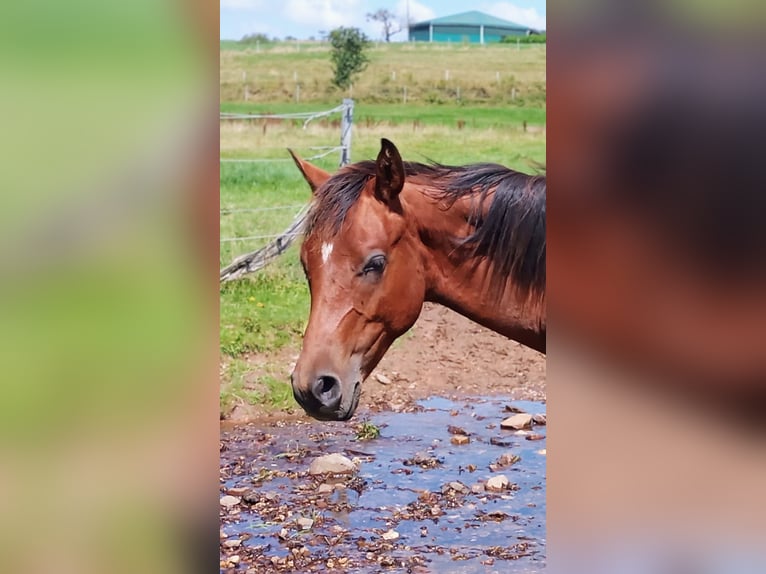 Paint Horse Étalon 2 Ans 150 cm Bai in Losheim am See