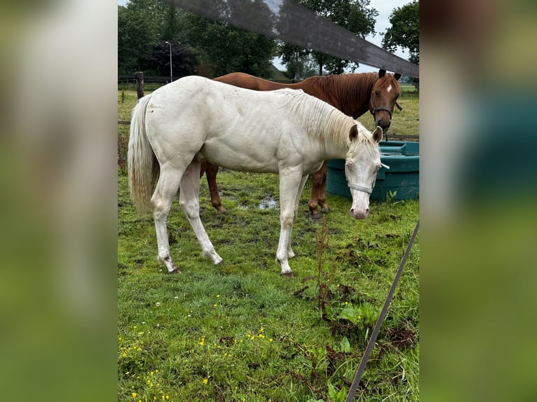 Paint Horse Étalon 2 Ans 150 cm Perlino in Woudenberg