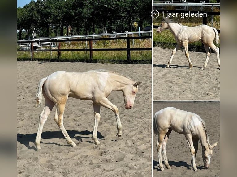 Paint Horse Étalon 2 Ans 150 cm Perlino in Woudenberg