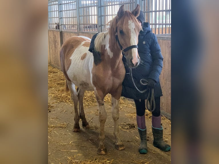 Paint Horse Croisé Étalon 2 Ans 150 cm Pinto in Buchen (Odenwald)