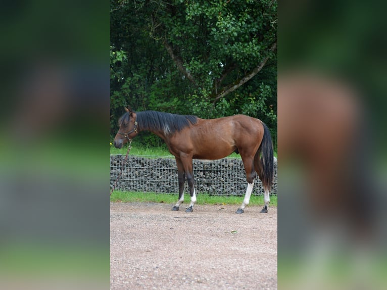 Paint Horse Étalon 2 Ans 150 cm Pinto in Nohfelden