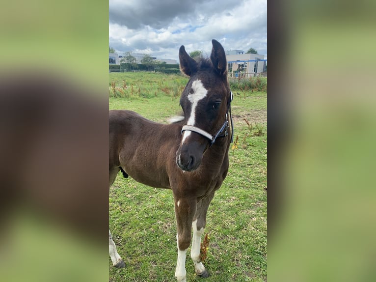 Paint Horse Étalon 2 Ans 150 cm Tobiano-toutes couleurs in Alphen aan den Rijn