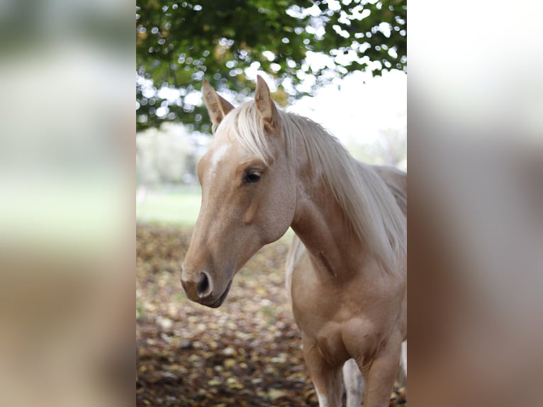 Paint Horse Étalon 2 Ans 151 cm Palomino in Neukirchen/Erzgebirge