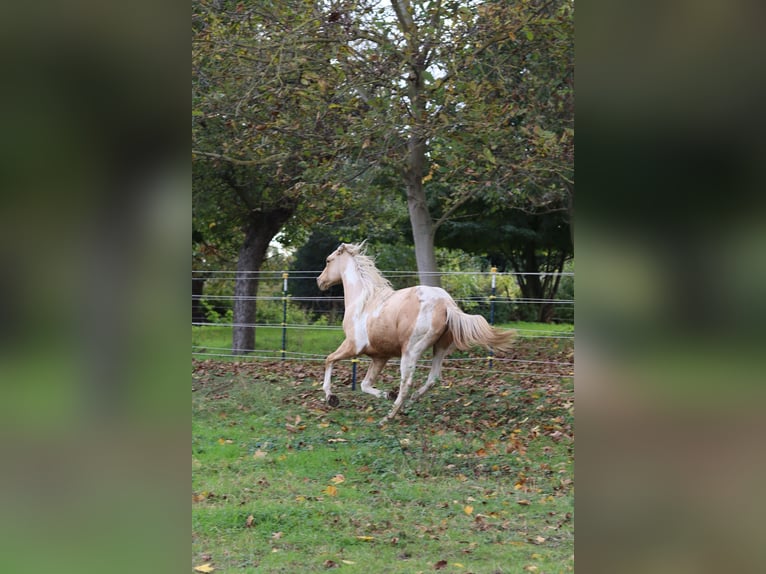 Paint Horse Étalon 2 Ans 151 cm Palomino in Neukirchen/Erzgebirge