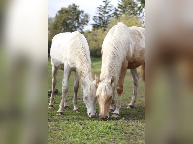 Paint Horse Étalon 2 Ans 151 cm Palomino in Neukirchen/Erzgebirge