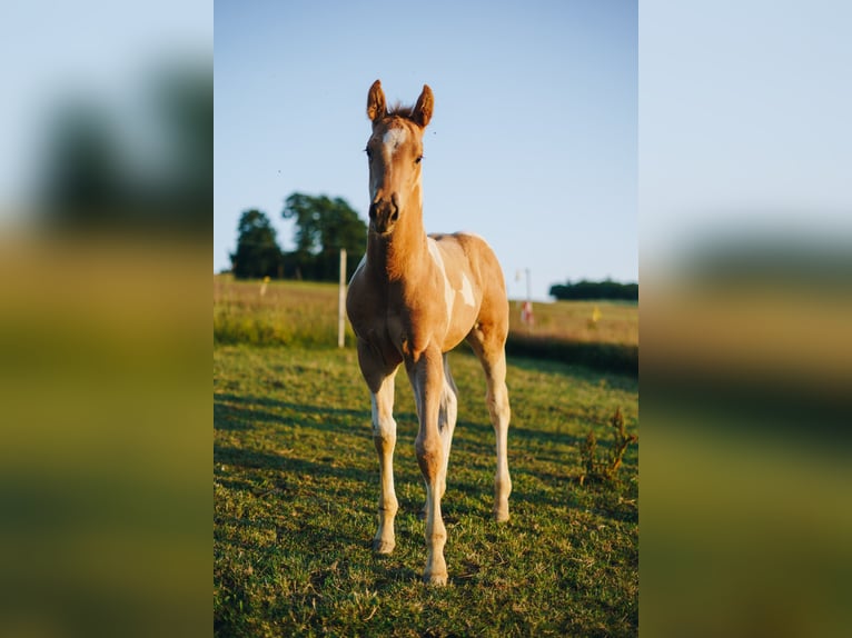 Paint Horse Étalon 2 Ans 151 cm Palomino in Neukirchen/Erzgebirge