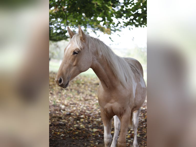 Paint Horse Étalon 2 Ans 151 cm Palomino in Neukirchen/Erzgebirge