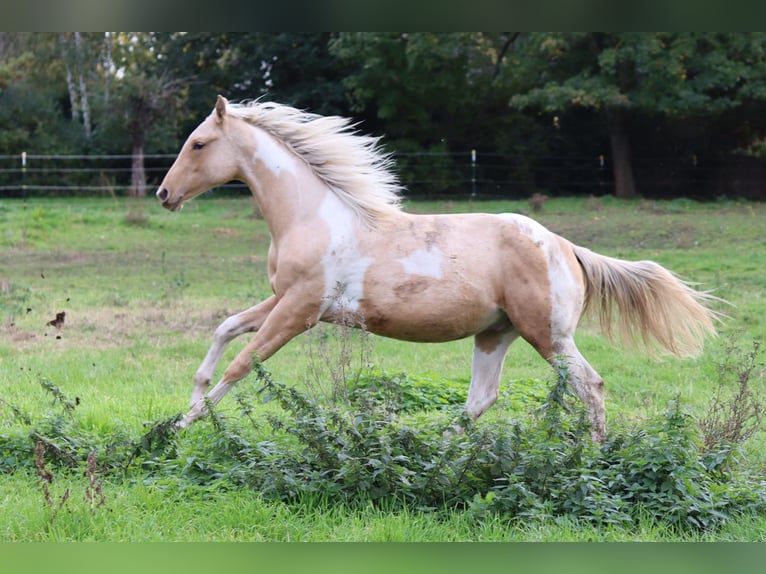 Paint Horse Étalon 2 Ans 151 cm Palomino in Neukirchen/Erzgebirge