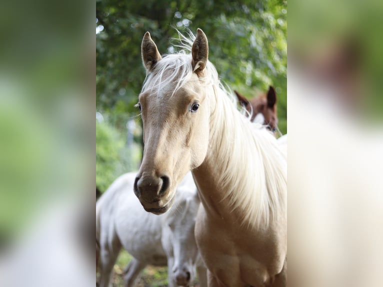 Paint Horse Étalon 2 Ans 151 cm Palomino in Neukirchen/Erzgebirge