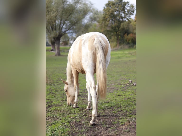 Paint Horse Étalon 2 Ans 151 cm Palomino in Neukirchen/Erzgebirge