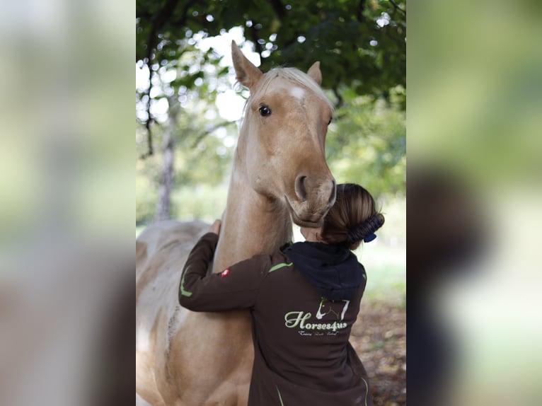 Paint Horse Étalon 2 Ans 151 cm Palomino in Neukirchen/Erzgebirge