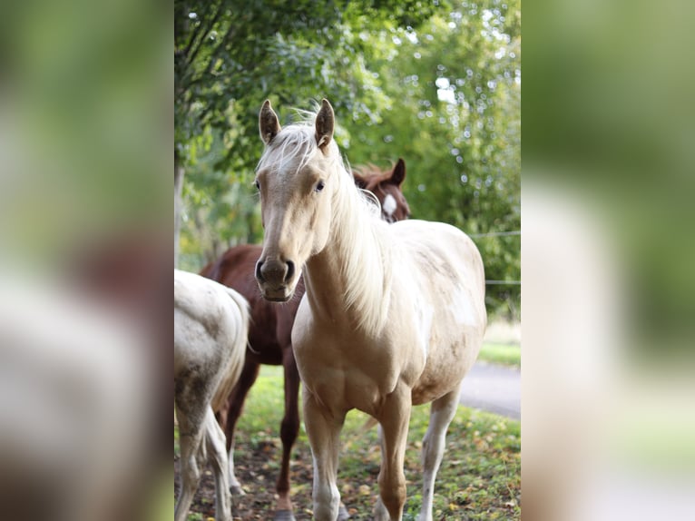 Paint Horse Étalon 2 Ans 151 cm Palomino in Neukirchen/Erzgebirge