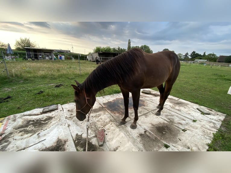 Paint Horse Étalon 2 Ans 152 cm Bai brun foncé in Geel