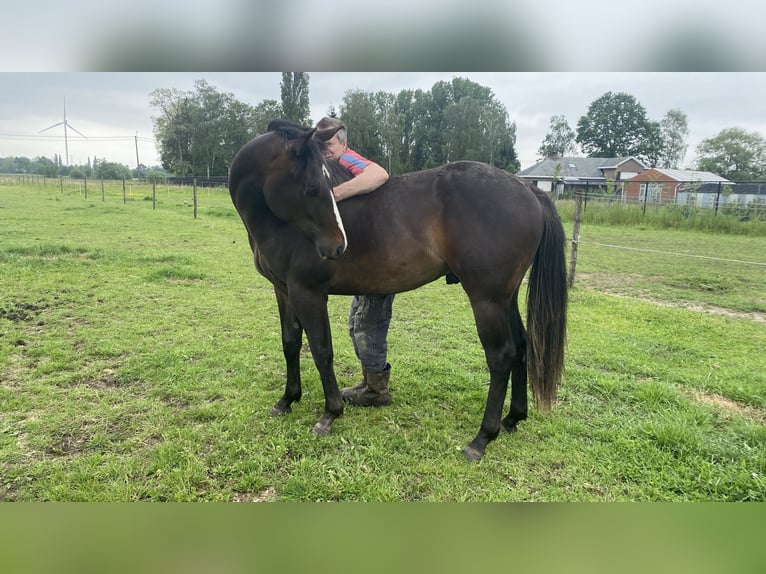 Paint Horse Étalon 2 Ans 152 cm Bai brun foncé in Geel