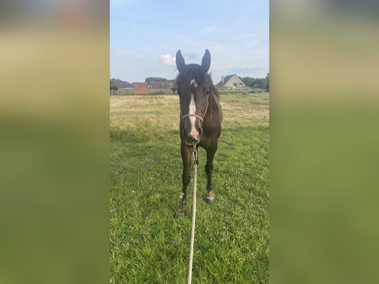 Paint Horse Étalon 2 Ans 152 cm Bai brun foncé in Geel