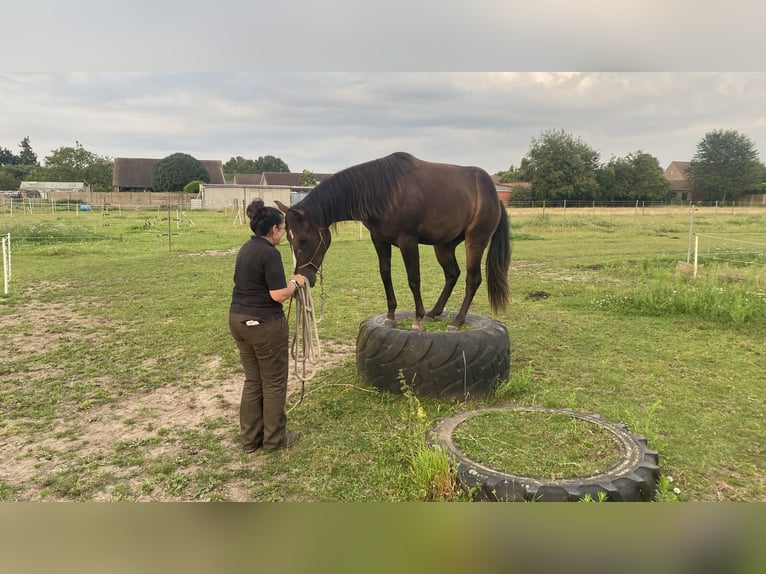 Paint Horse Étalon 2 Ans 152 cm Bai brun foncé in Geel