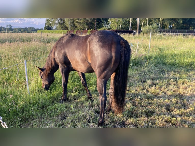 Paint Horse Étalon 2 Ans 152 cm Bai brun foncé in Geel