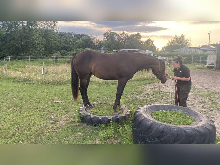 Paint Horse Étalon 2 Ans 152 cm Bai brun foncé in Geel