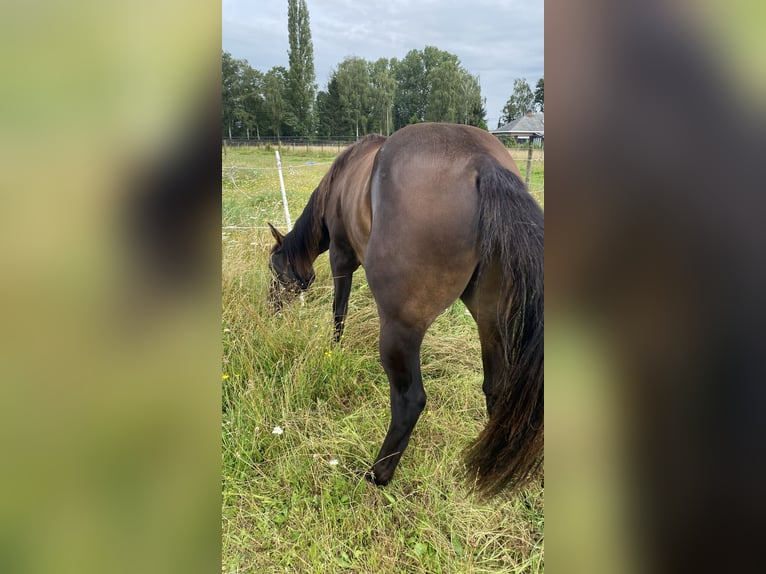 Paint Horse Étalon 2 Ans 152 cm Bai brun foncé in Geel