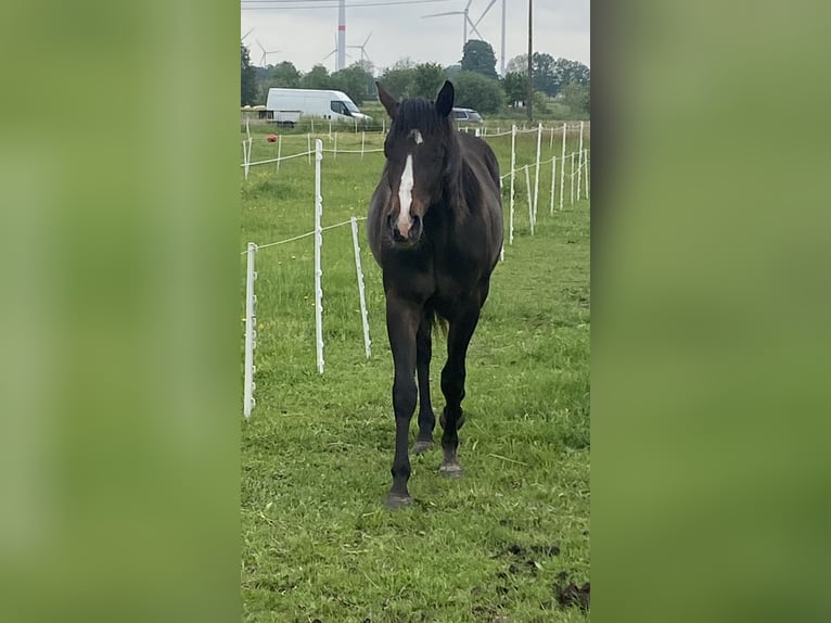 Paint Horse Étalon 2 Ans 152 cm Bai brun foncé in Geel