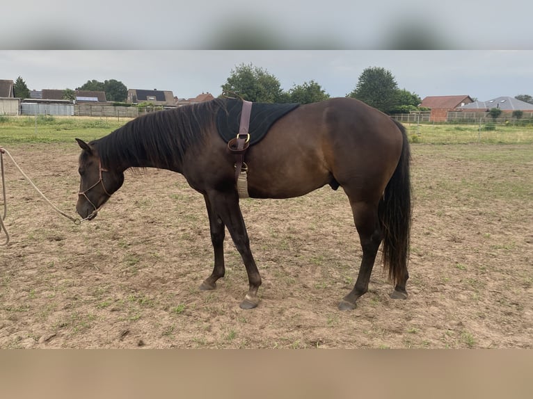 Paint Horse Étalon 2 Ans 152 cm Bai brun foncé in Geel