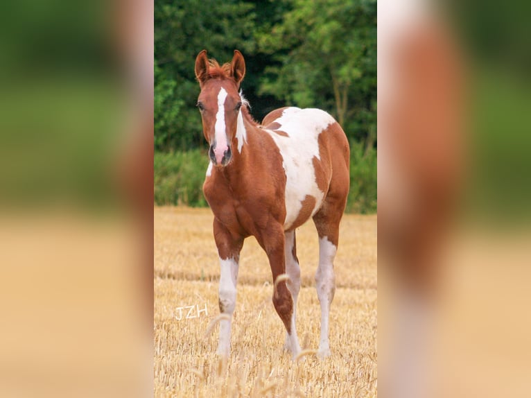 Paint Horse Étalon 2 Ans 154 cm Alezan brûlé in Düsseldorf