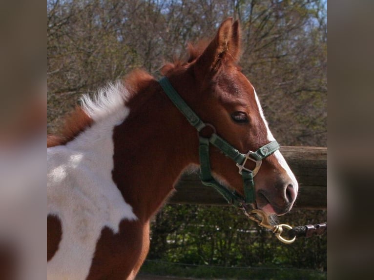 Paint Horse Étalon 2 Ans 154 cm Alezan brûlé in Düsseldorf