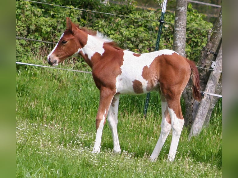 Paint Horse Étalon 2 Ans 154 cm Alezan brûlé in Düsseldorf