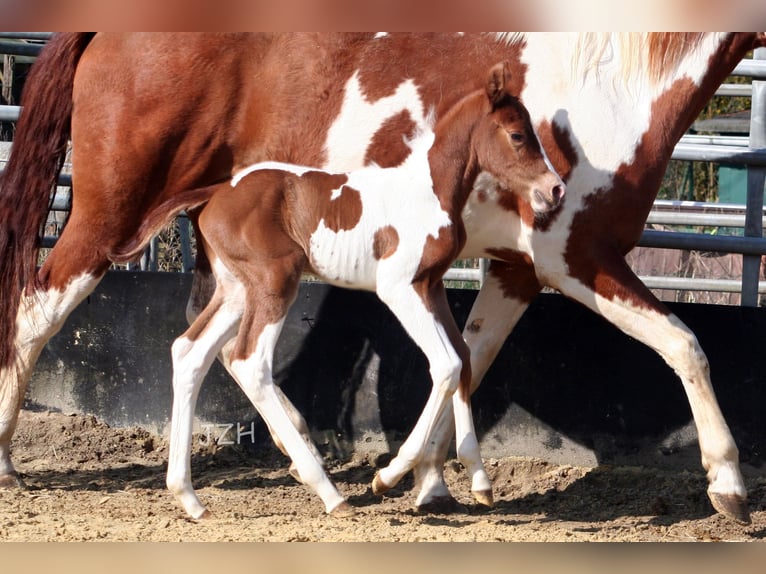 Paint Horse Étalon 2 Ans 154 cm Alezan brûlé in Düsseldorf