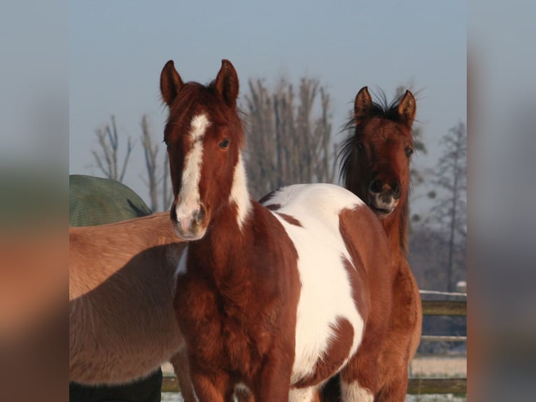 Paint Horse Étalon 2 Ans 154 cm Alezan brûlé in Düsseldorf