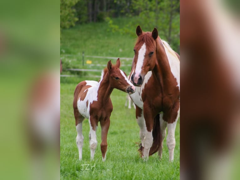 Paint Horse Étalon 2 Ans 154 cm Alezan brûlé in Düsseldorf