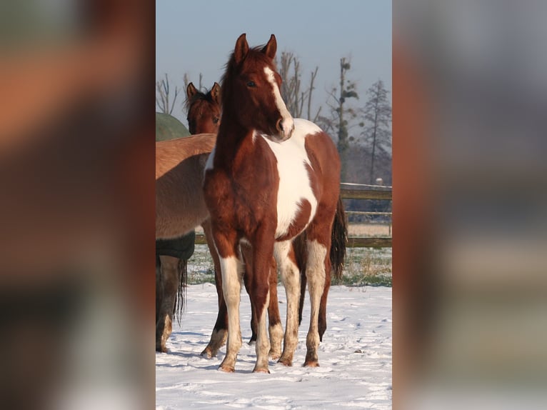 Paint Horse Étalon 2 Ans 154 cm Alezan brûlé in Düsseldorf