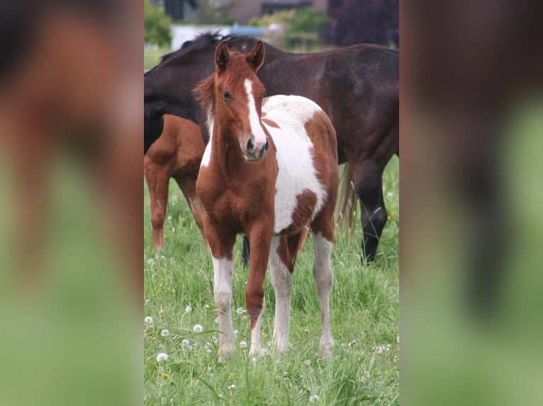 Paint Horse Étalon 2 Ans 154 cm Alezan brûlé in Düsseldorf