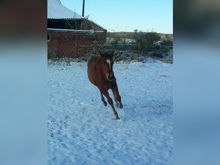 Paint Horse Étalon 2 Ans 155 cm Bai clair in HenningenDähre