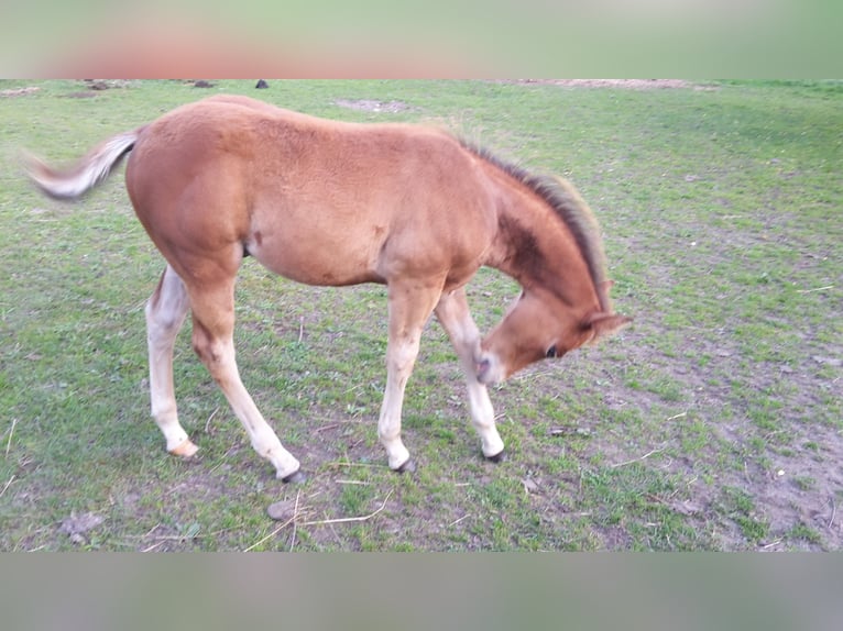 Paint Horse Étalon 2 Ans 155 cm Bai clair in HenningenDähre