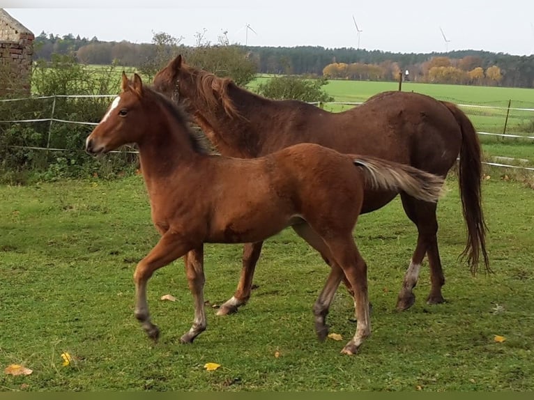 Paint Horse Étalon 2 Ans 155 cm Bai clair in HenningenDähre