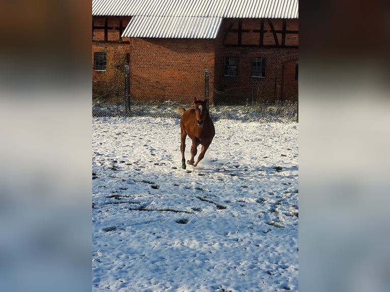 Paint Horse Étalon 2 Ans 155 cm Bai clair in HenningenDähre