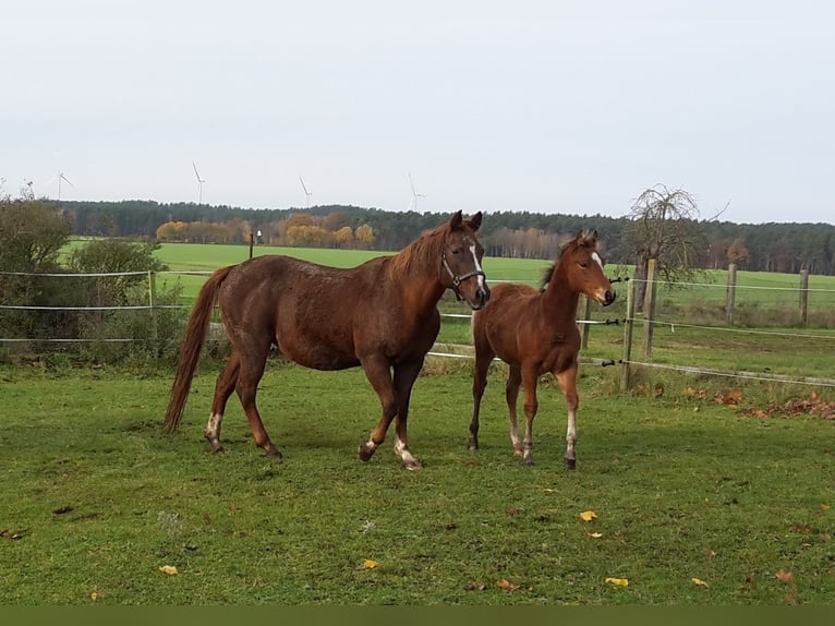 Paint Horse Étalon 2 Ans 155 cm Bai clair in HenningenDähre