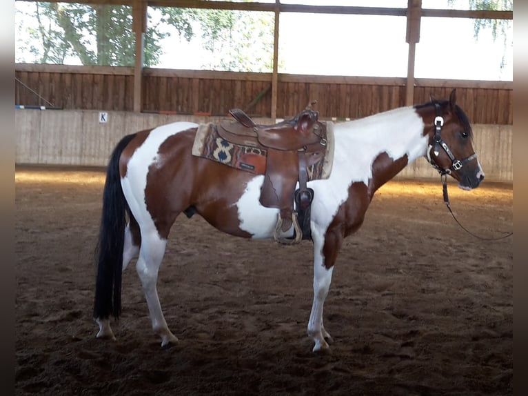 Paint Horse Étalon 2 Ans 155 cm Bai clair in HenningenDähre