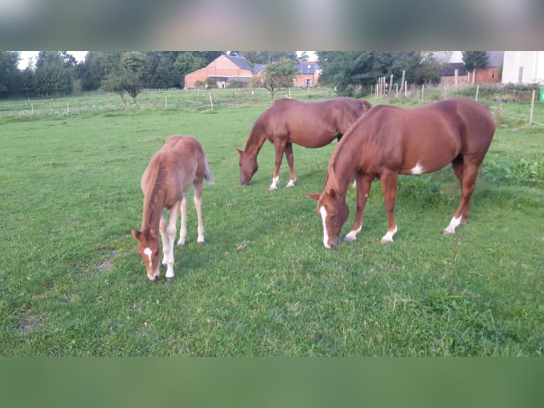 Paint Horse Étalon 2 Ans 155 cm Bai clair in HenningenDähre