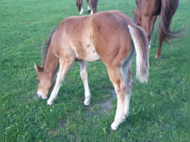 Paint Horse Étalon 2 Ans 155 cm Bai clair in HenningenDähre