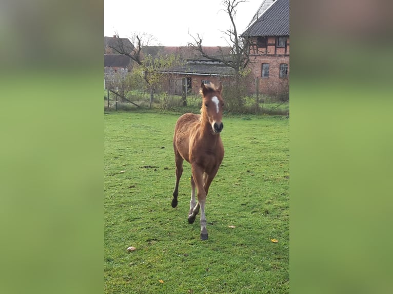 Paint Horse Étalon 2 Ans 155 cm Bai clair in HenningenDähre