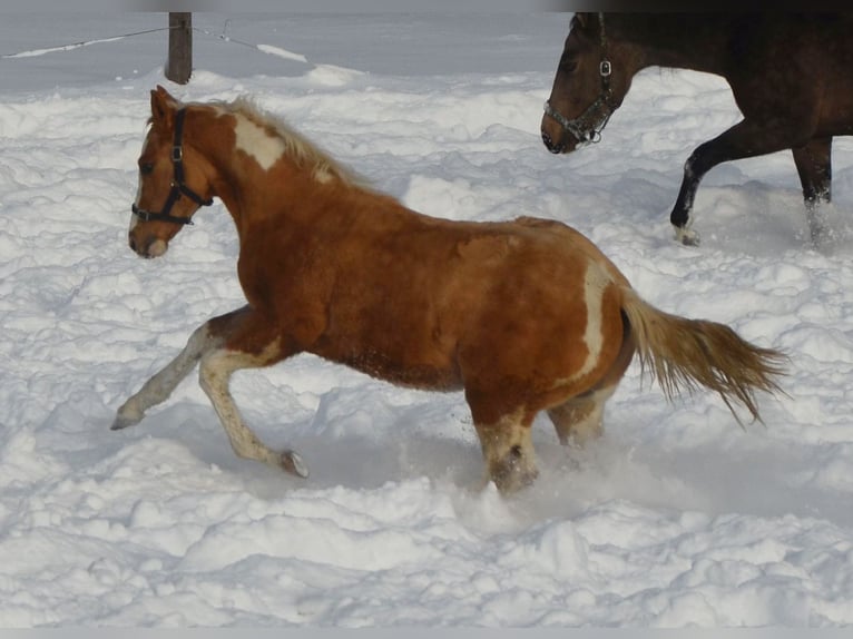 Paint Horse Étalon 2 Ans 155 cm Pinto in Buchbach